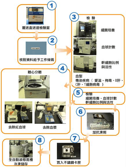 臍帶血處理流程